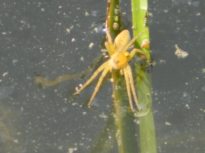 Dolomedes sp.?